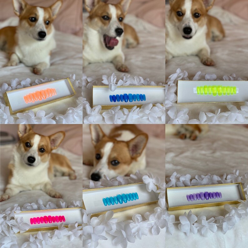 Jasmine Welsh Corgi (Pembroke) Puppy for Sale in Jasmine Welsh Corgi (Pembroke) Puppy for Sale in
