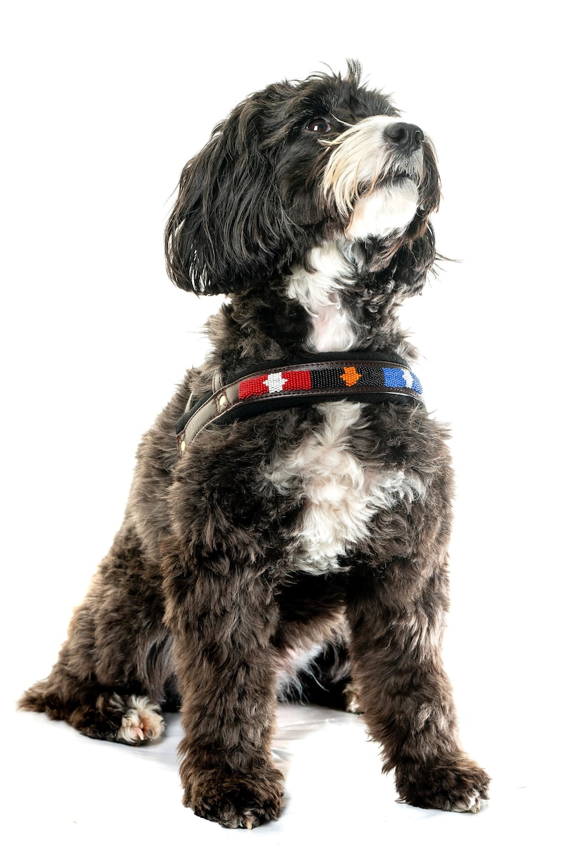Tembo Dog Harness - D Shape Tembo Dog Harness - D Shape