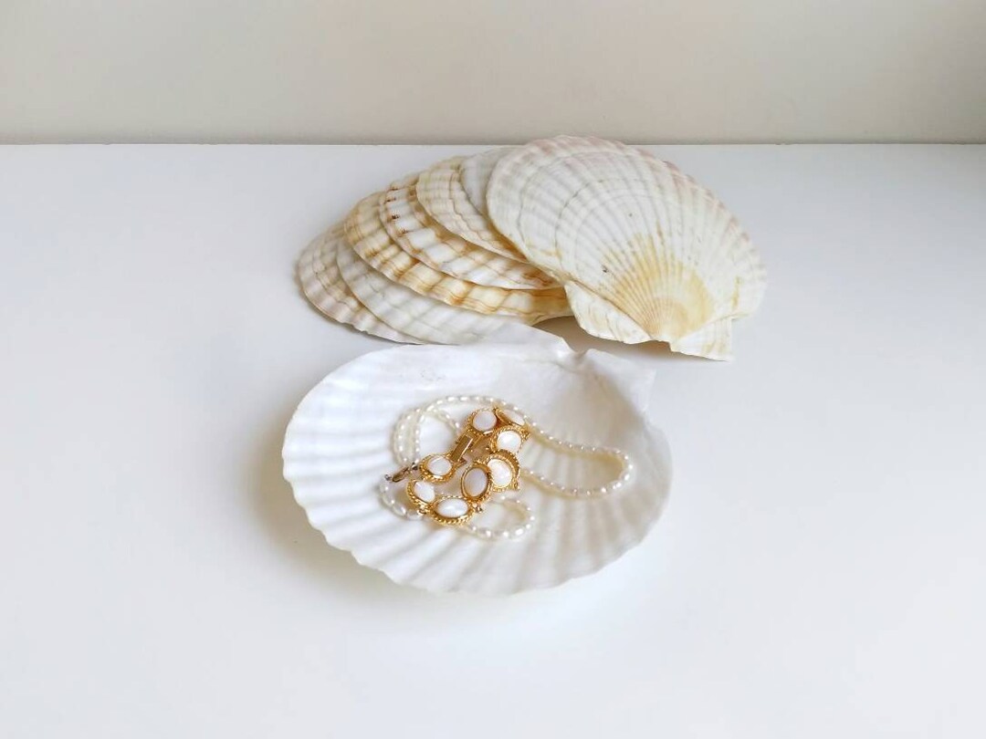 Large Shells Clam Shell Jewelry Dish Big Shell Dish Etsy