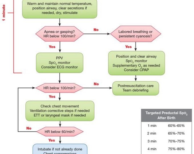 NRP Algorithm Badge Buddy - Etsy