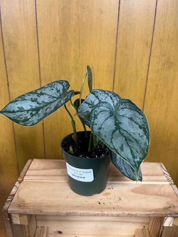 buy white princess philodendron Philodendron, White Princess 4
