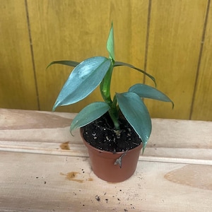 May include: A small potted plant with silvery-green leaves. The plant is in a brown plastic pot and is sitting on a wooden surface.