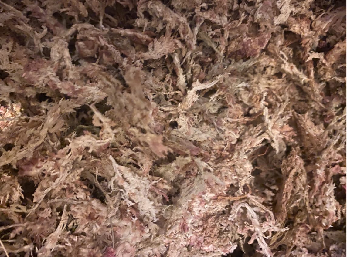 Terrarium Sphagnum Moss 100 Grams