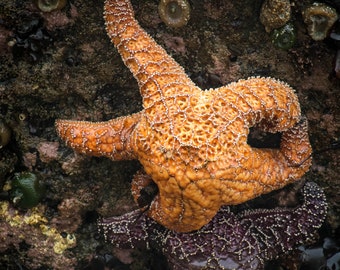 Starfish At Ruby Beach