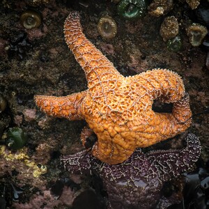 Starfish bij ruby Beach