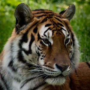 Siberian Tiger at the Zoo