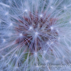 Dandelion Wishes