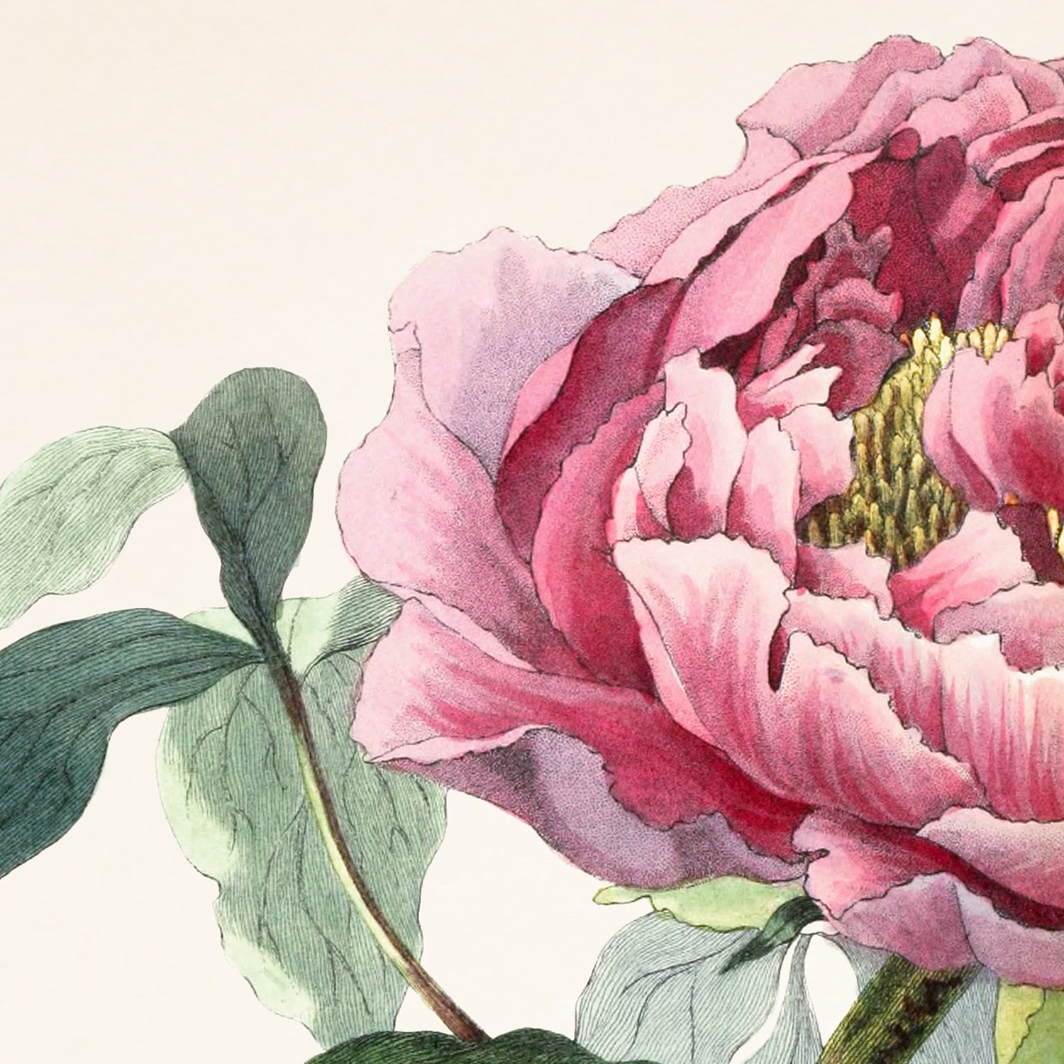 Peony Print Botanical Print Set of 2 Prints Wall Art Set - Etsy