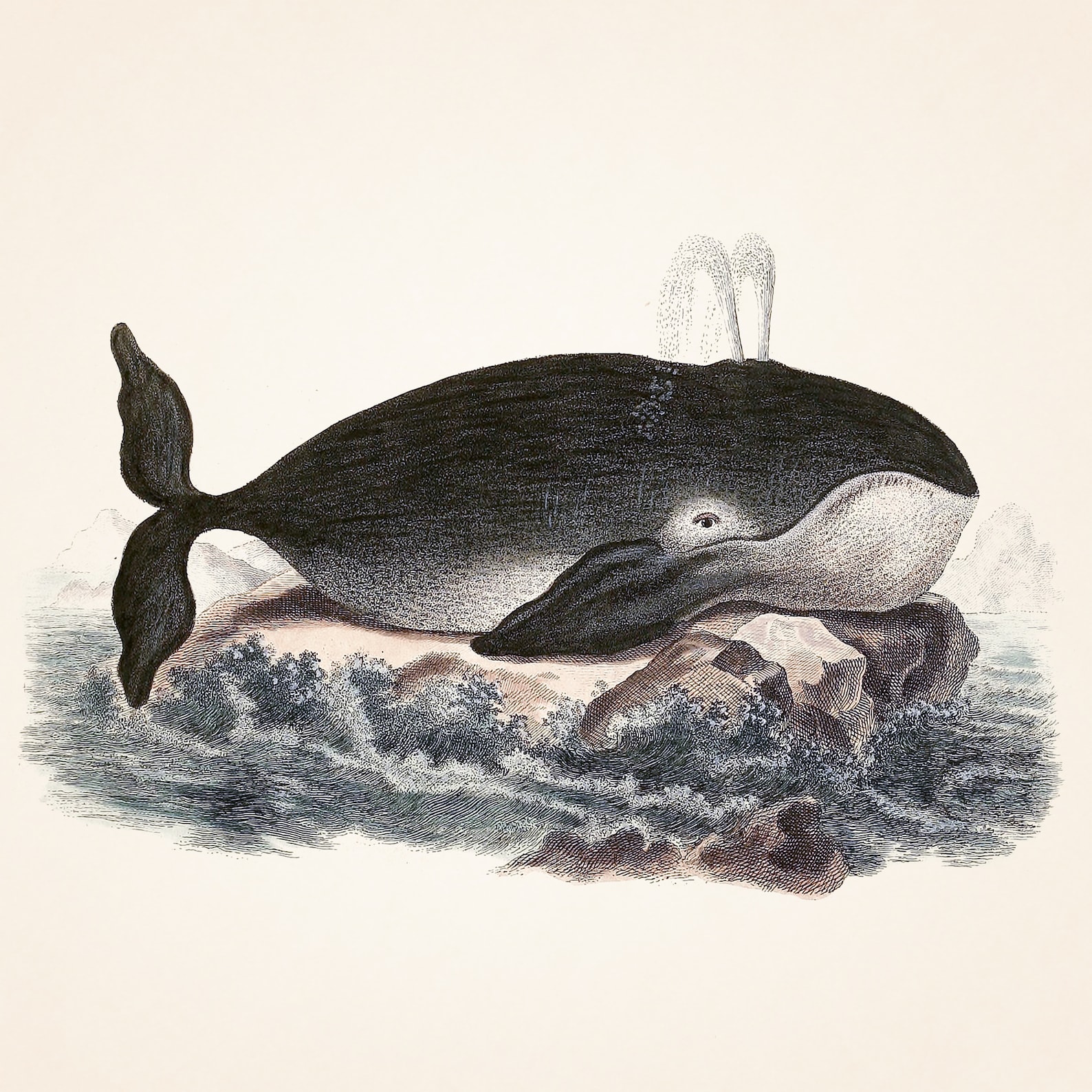 Whale Print Bathroom Wall Decor Ocean Coastal Wall Art Beach - Etsy