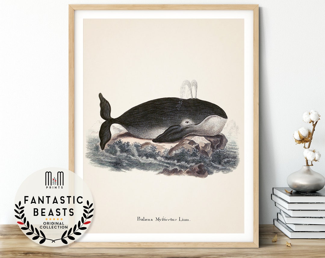 Whale Print Bathroom Wall Decor Ocean Coastal Wall Art Beach - Etsy