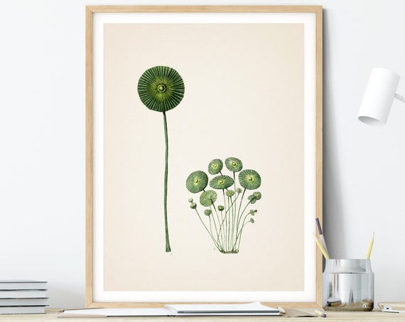Algae 8 by Vintage Reproduction Seaweed Plant Print Poster 14x11