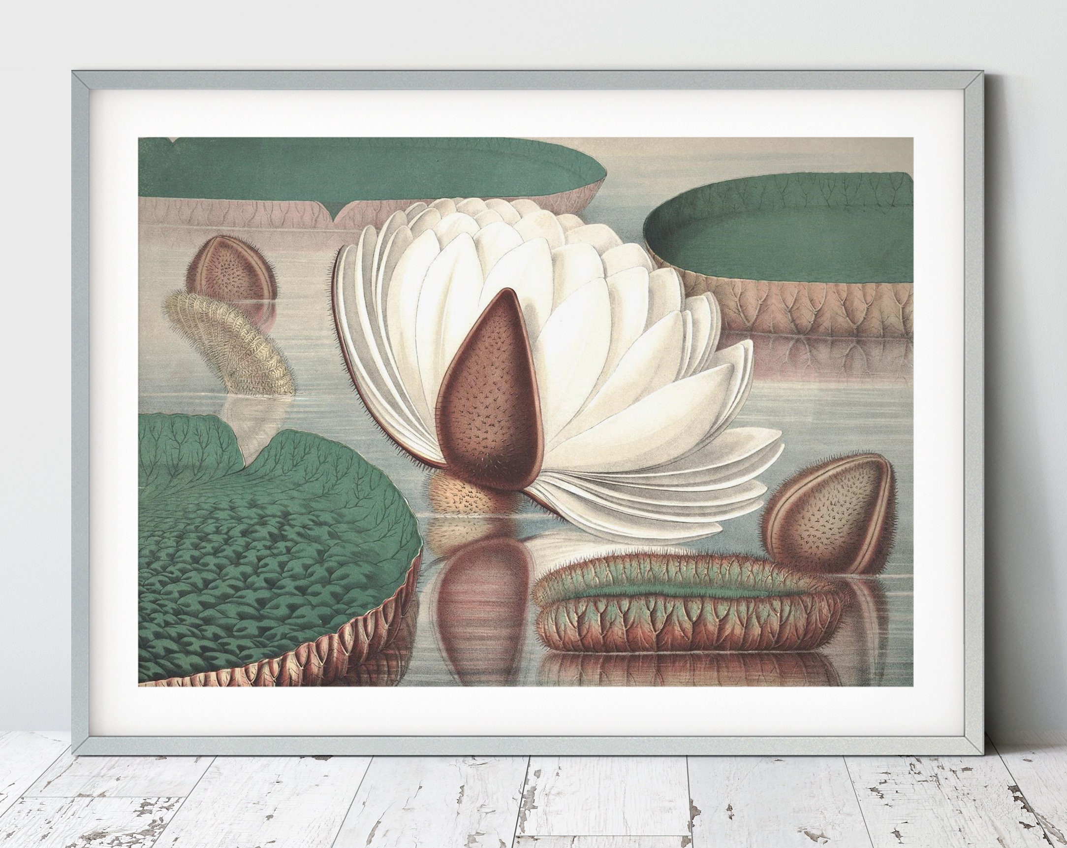Botanical Print Water Lily White Lotus Flower Bedroom Wall Antique ...