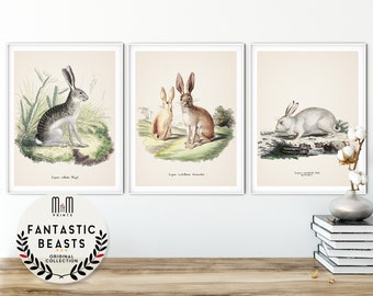 Rabbit print Set of 3 prints Woodland nursery wall art Adventure kids room decor Antique animal poster Bunny illustration Gallery Quality