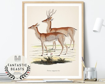 Stag print Deer poster Nursery wall art Adventure Woodland nursery decor Antique illustration Forest animal poster Kids room decor Hunting