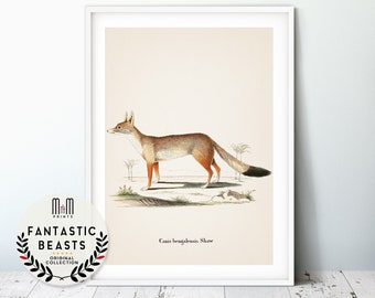 Fox print Nursery wall art  Adventure Woodland nursery decor Antique illustration Forest animal poster Kids room decor Gallery Quality