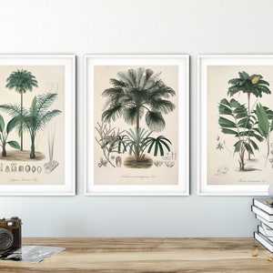 Palm tree print Botanical print set of 3 prints Wall art set Safari nursery decor Antique botanical art Palm leaf print Beach house decor