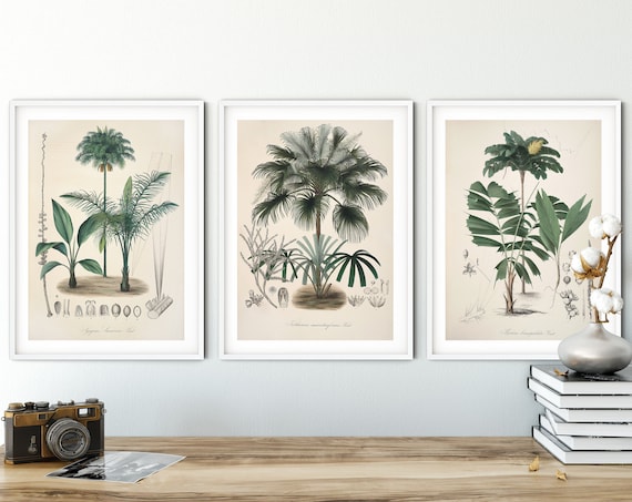 Palm tree print Botanical print set of 3 prints Wall art set Safari nursery decor Antique botanical art Palm leaf print Beach house decor