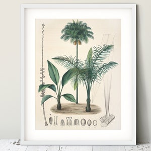 Palm tree print Beach house decor Nursery wall art Nursery art Antique botanical art illustration poster Palm leaf print Coastal wall art image 1