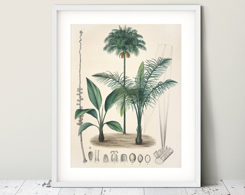 Palm tree print Beach house decor Nursery wall art Nursery art Antique botanical art illustration poster Palm leaf print Coastal wall art image 1