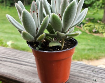 Kalanchoe tomentosa - Panda Plant - Succulent - Donkey Ears Plant -