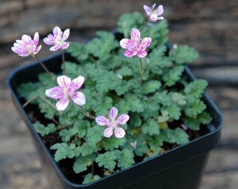 Erodium x variabile 'Flore Pleno' - Miniature Dwarf Heronsbill - Rock Garden Plant - Alpine Plant - Fairy Garden Plant