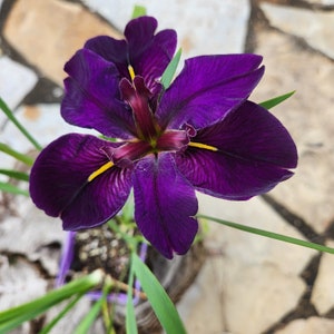 May include: A close-up of a vibrant purple iris flower with yellow accents. The flower has six petals, with a deep purple hue and delicate veining. Green leaves and stems surround the flower, set against a neutral background.