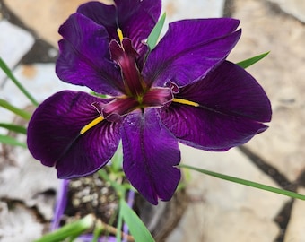 Bare Root Iris Louisiana 'Black Gamecock' - Award Winning Louisiana Iris - Water Plant - Rain Garden - Pond Edge Plant