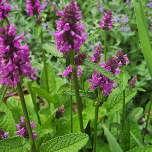 Stachys monieri Hummelo' 4 1/2 Round Pot Betony Perennial image 1