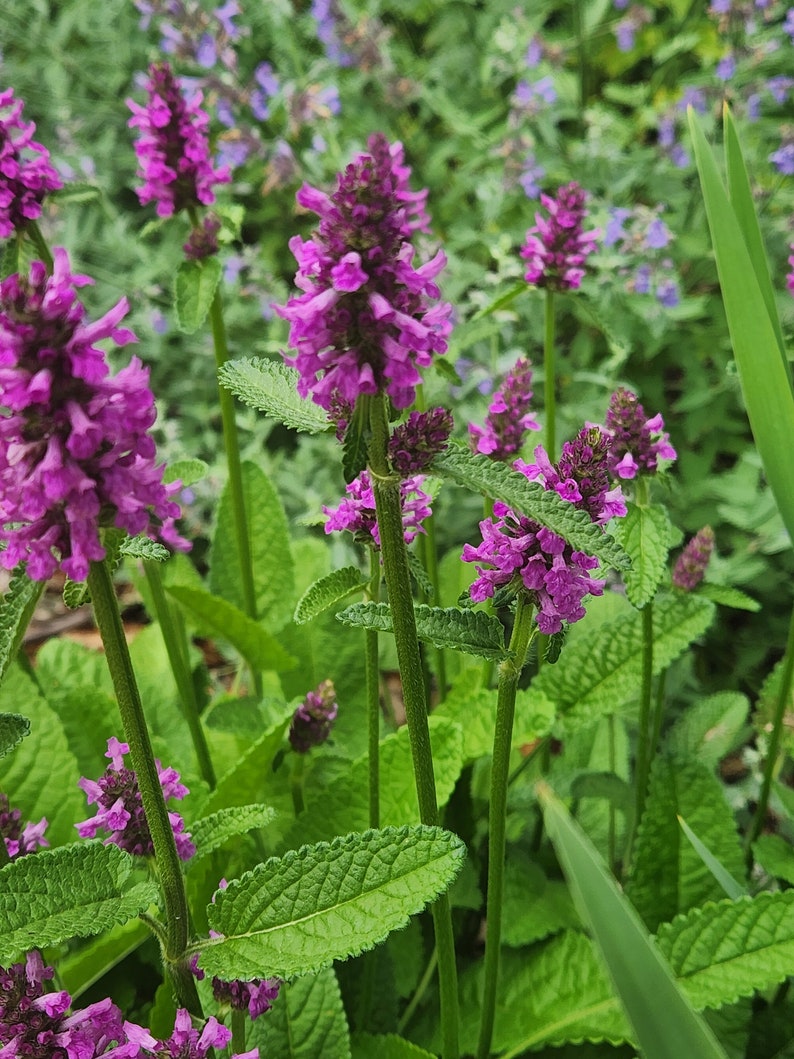 Stachys monieri Hummelo' 4 1/2 Round Pot Betony Perennial image 1