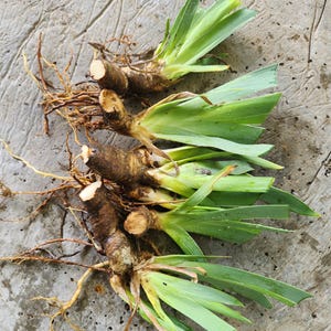 May include: Close-up of several iris rhizomes with green leaves and brown roots. The rhizomes are brown and have been cut. The leaves are long and green. The roots are thin and brown. The background is a gray, textured surface.