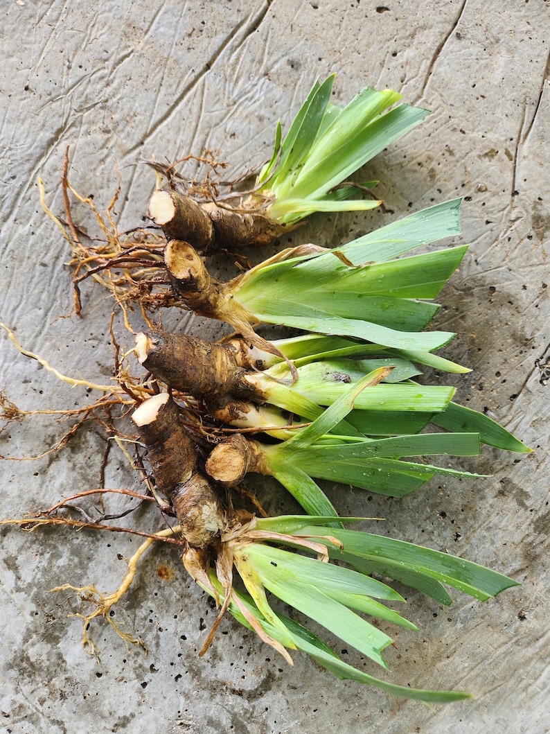 May include: Close-up of several iris rhizomes with green leaves and brown roots. The rhizomes are brown and have been cut. The leaves are long and green. The roots are thin and brown. The background is a gray, textured surface.