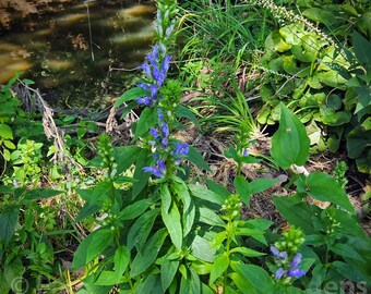 Lobelia siphilitica seeds - Great Blue Lobelia Seeds - Native Plant Seeds