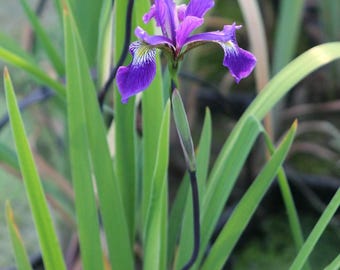Iris x robusta 'Gerald Darby'  Bare-Root Division - Bog/Rain Garden Plant - Water Loving Perennial