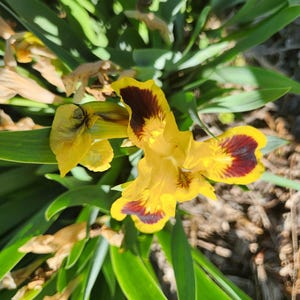 May include: A close-up of a vibrant yellow iris flower with deep burgundy markings on its petals. The flower is surrounded by long, green leaves, creating a natural and colorful composition. The image is well-lit, highlighting the flower's intricate details.