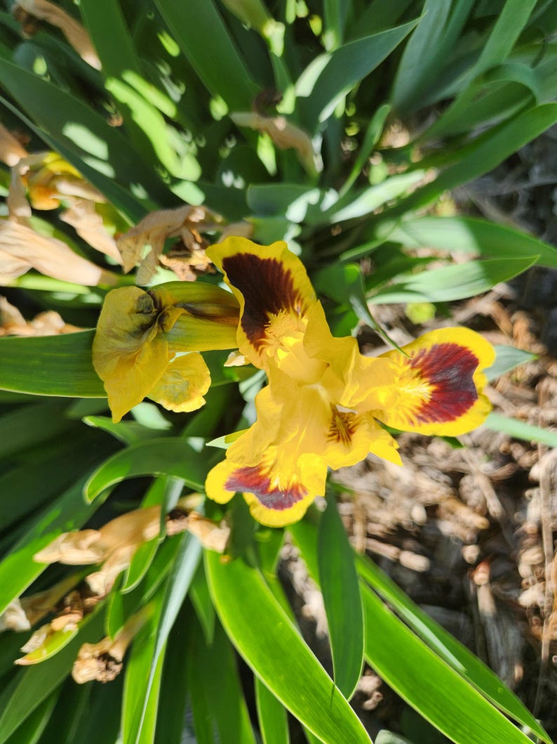 May include: A close-up of a vibrant yellow iris flower with deep burgundy markings on its petals. The flower is surrounded by long, green leaves, creating a natural and colorful composition. The image is well-lit, highlighting the flower's intricate details.