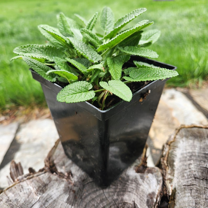 Stachys monieri Hummelo' 4 1/2 Round Pot Betony Perennial image 4