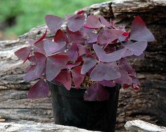 Oxalis triangularis - Purple Shamrock Plant - False Shamrock - Houseplant - Perennial -