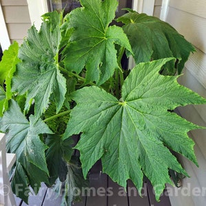 Begonia 'Challenger' Hybrid Begonia from Australia 1 Gallon Container Giant Leaf Begonia image 4