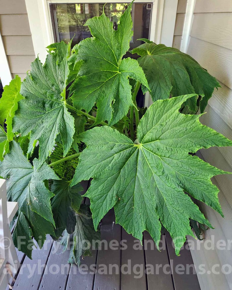 Begonia 'Challenger' Hybrid Begonia from Australia 1 Gallon Container Giant Leaf Begonia image 4