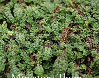 Miniature Thyme - Thymus praecox 'Minus' - Fairy Garden Plant - Miniature Plant - Perennial Ground Cover