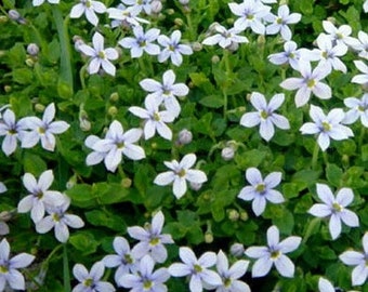 Blue Star Creeper - Laurentia fluviatilis - Fairy Garden Plant - Miniature Plant - Perennial Ground Cover