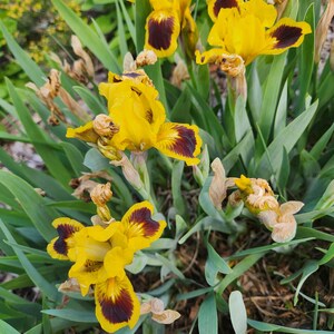 May include: Close-up of vibrant yellow iris flowers with deep burgundy markings on the petals. The flowers are surrounded by long, green leaves and dried seed pods. The image captures the beauty of the blooming irises in a garden setting.