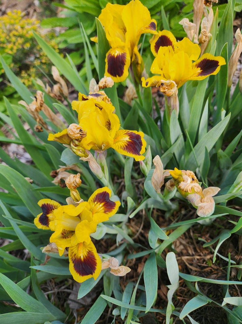 May include: Close-up of vibrant yellow iris flowers with deep burgundy markings on the petals. The flowers are surrounded by long, green leaves and dried seed pods. The image captures the beauty of the blooming irises in a garden setting.