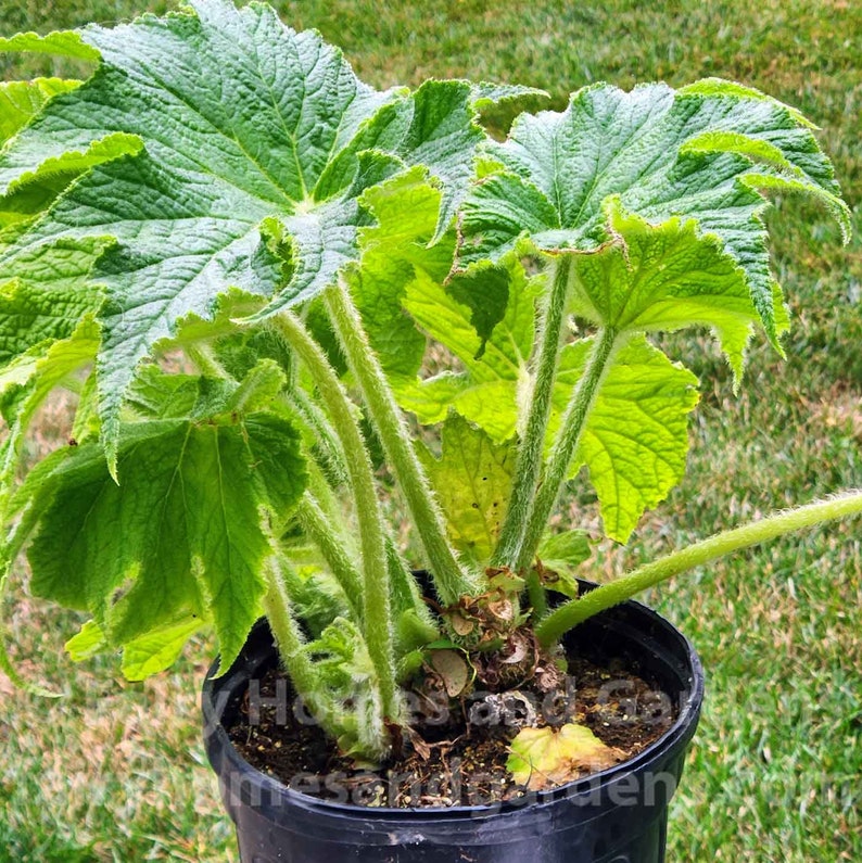 Begonia 'Challenger' Hybrid Begonia from Australia 1 Gallon Container Giant Leaf Begonia image 2