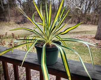 Yucca flaccida 'Color Guard'  - AKA Yucca filamentosa 'Color Guard' - Adam's Needle