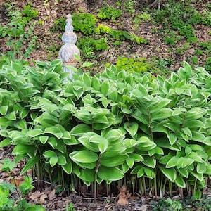 5 Bare Root Polyganatum odoratum  var. pluriflorum 'Variegatum' rhizomes - Variegated Solomon's Seal - Shade Perennial