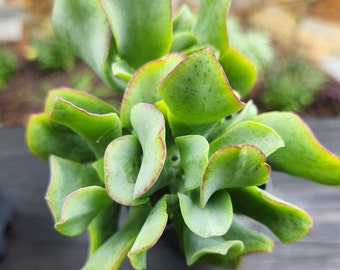 Crassula arborescens ssp. undulatifolia 'Ripple Jade' - Ripple Jade Succulent Plant - Container Plant - Low- Maintenance