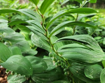 Spiral Staircase Solomon's Seal - 3 Bare Root Polyganatum odoratum  'Spiral Staircase' -  - Shade Perennial - Erosion Control