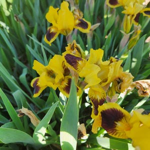 Photo of standard dwarf bearded Iris yellow with purplish-brown markings on the falls.