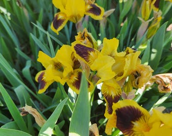 5 Bareroot Rhizome Divisions of Yellow Standard Dwarf  Bearded Iris 'Be Dazzled'